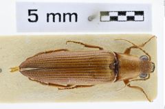 Foto (Dorsalansicht) von Eudicronychus congoensis (NHMW-ZOO-COL-0008504)